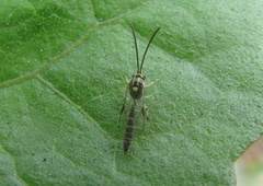 Brachycyrtus