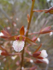 Eulophia lamellata