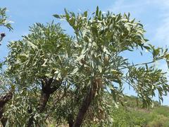 Cussonia transvaalensis