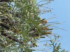 Cussonia transvaalensis