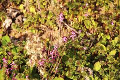 Fumaria muralis muralis