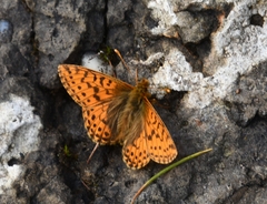 Boloria alaskensis