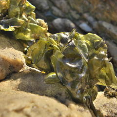 Ulva rigida