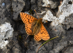 Boloria alaskensis