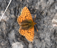Boloria alaskensis