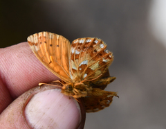 Boloria alaskensis