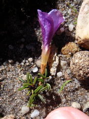 Oxalis stokoei