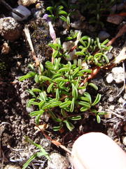 Oxalis stokoei