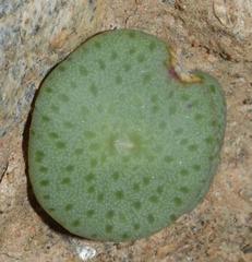 Conophytum jucundum