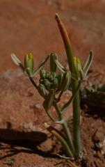 Albuca longipes