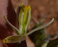 Albuca longipes