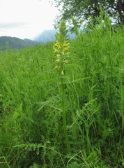 Pedicularis condensata