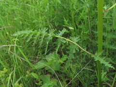 Pedicularis condensata