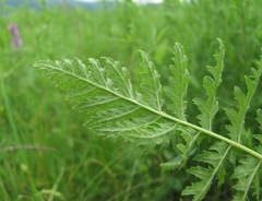 Pedicularis condensata
