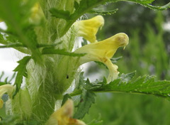Pedicularis condensata