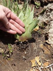 Ledebouria marginata