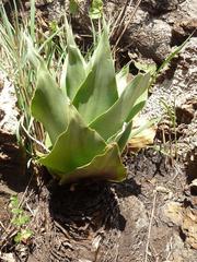 Ledebouria marginata