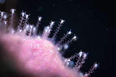 Zanclea