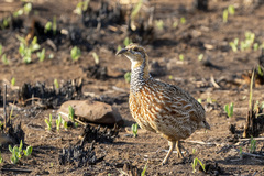 Scleroptila levaillantii