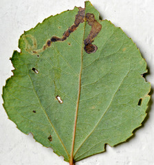 Aulagromyza tremulae