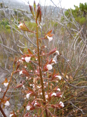 Eulophia lamellata