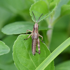 Podismopsis poppiusi