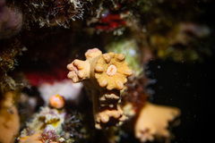 Cladopsammia gracilis