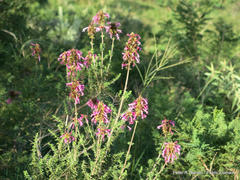 Syncolostemon densiflorus