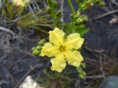 Villarsia