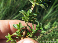 Syncolostemon densiflorus