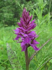 Dactylorhiza urvilleana