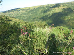 Syncolostemon densiflorus