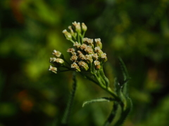 Achillea ptarmicoides