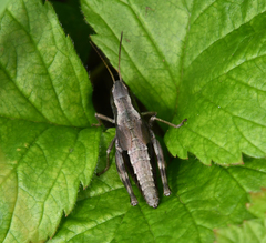 Podismopsis