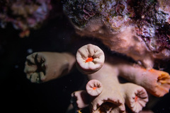 Cladopsammia gracilis