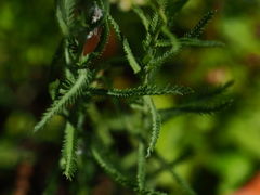 Achillea ptarmicoides
