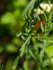 Achillea ptarmicoides