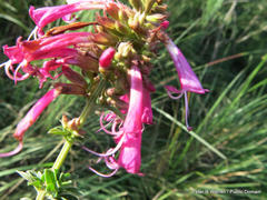 Syncolostemon densiflorus