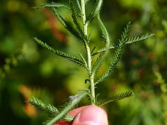 Achillea ptarmicoides