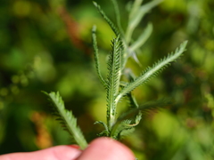 Achillea ptarmicoides