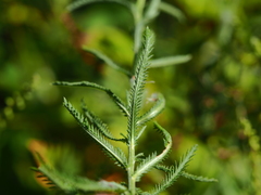 Achillea ptarmicoides
