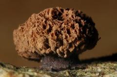 Tubifera microsperma