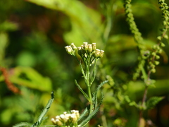 Achillea ptarmicoides