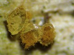 Trichia crateriformis