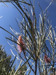 Hakea francisiana
