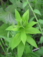 Linum hypericifolium