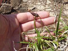 Xerophyta adendorffii