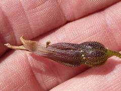 Xerophyta adendorffii