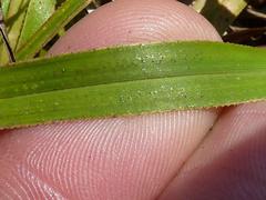 Xerophyta adendorffii