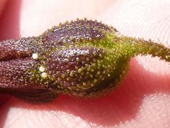 Xerophyta adendorffii